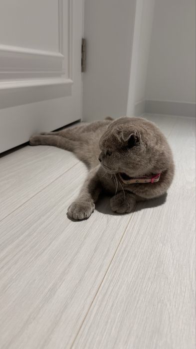 Скотиш вислоухая кошка самка