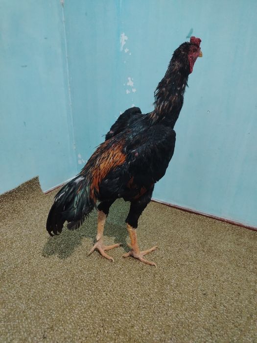 Dakan xo'roz sotiladi