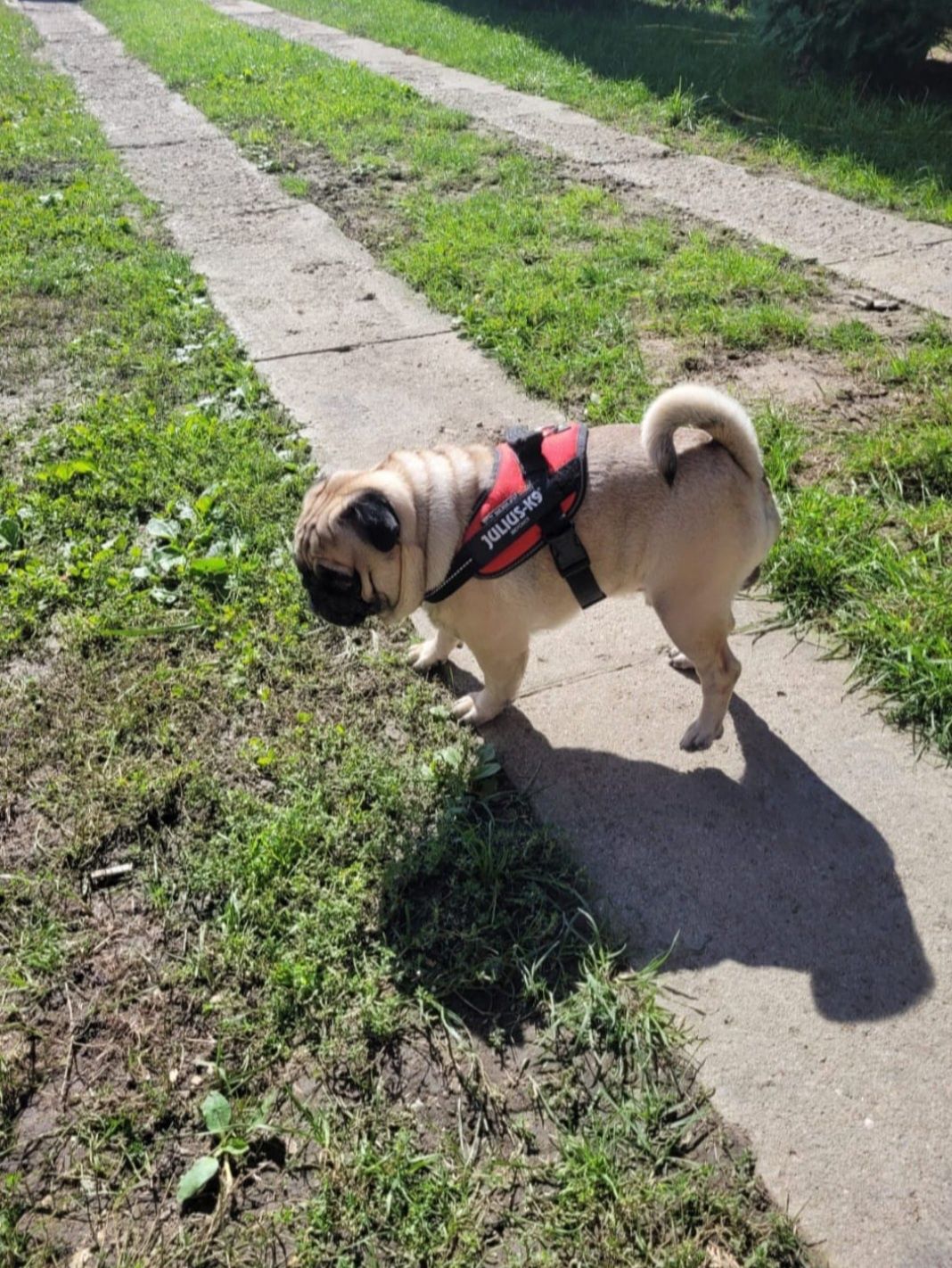 Catel/catei mops pug pag mascul