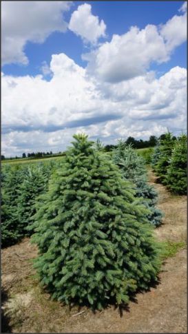 Puieti brad argintiu-soiuri din Danemarca-la super pret!