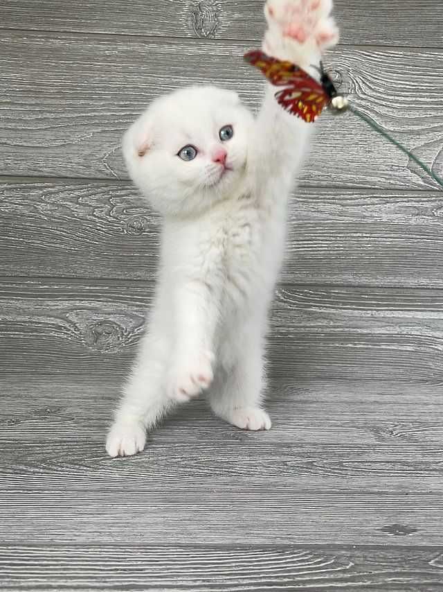 Motănel de elită cu ochi albaștri, rasa Scottish Fold - Pedigree