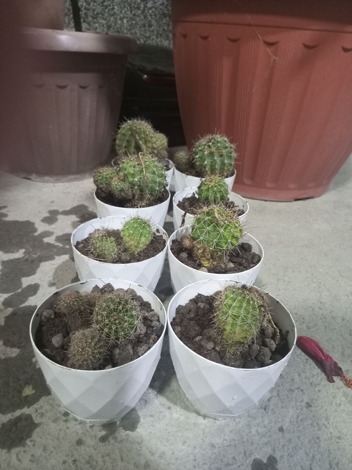 Echinopsis Kaktusi