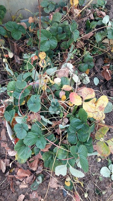 Plante/stoloni de căpșuni