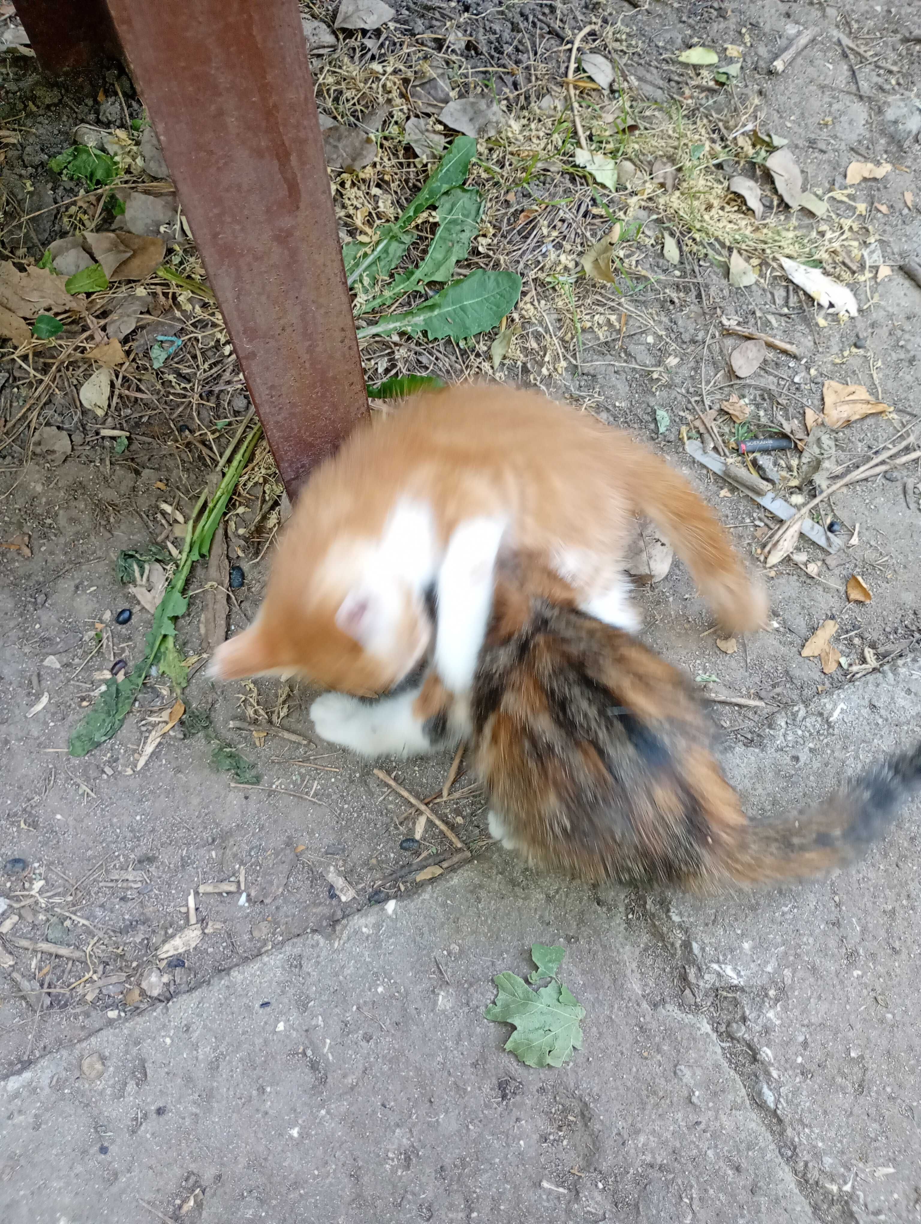 Четири котенца подрастващи