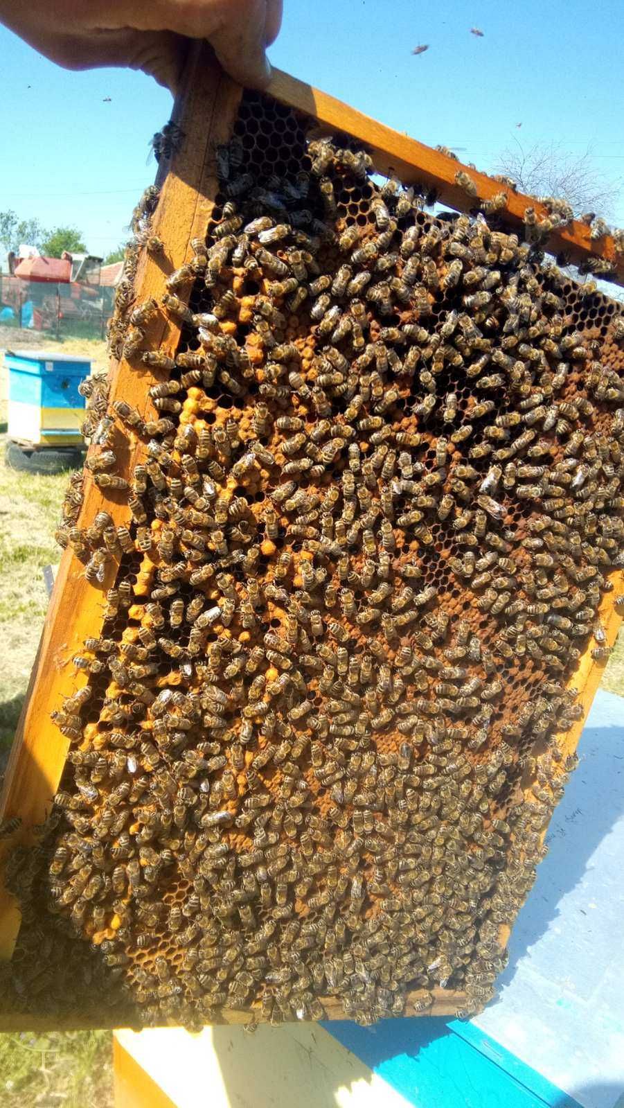 Продавам Пчелни отводки