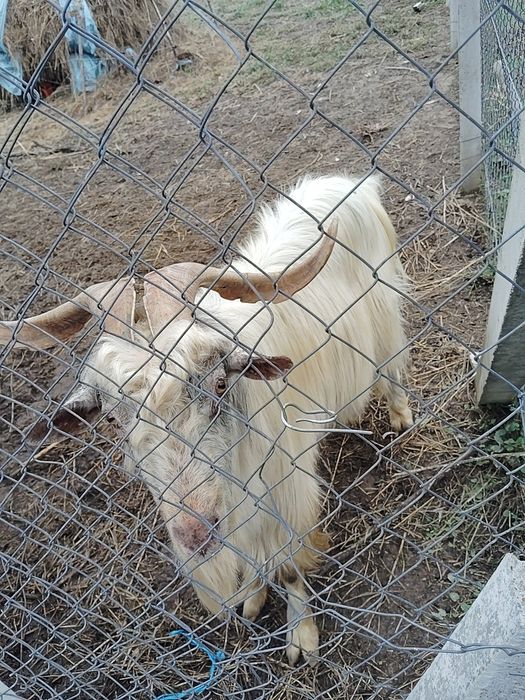 Țap de vânzare sau schimb cu o capră buna de lapte