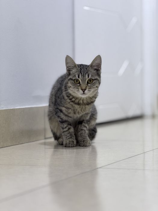 Ищем добрые руки для котёнка!
