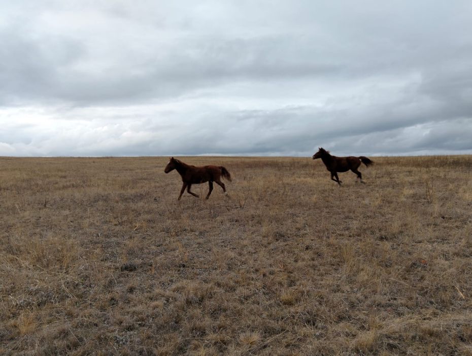 Жылқылар сатылады