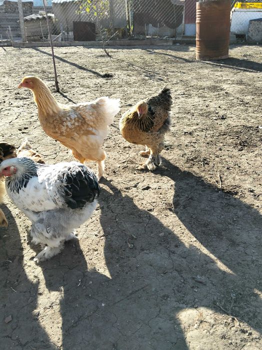 Găini Brahma outoare