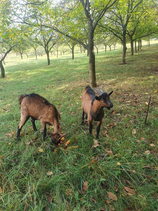 Capre alpina franceza