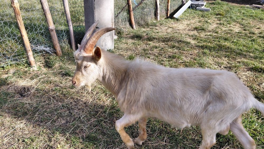 Vand țap Zanen de anul acesta