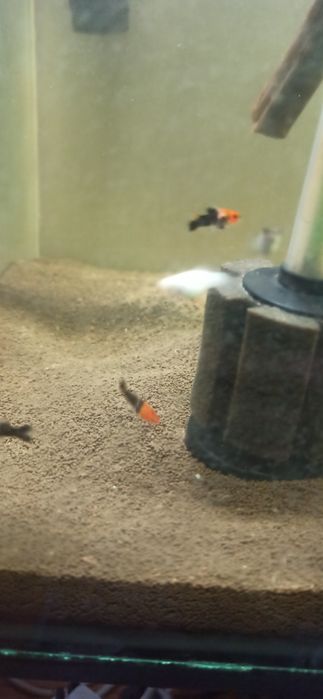 Продам мальков меченосцев и пецилий 1.5-2 см в длину