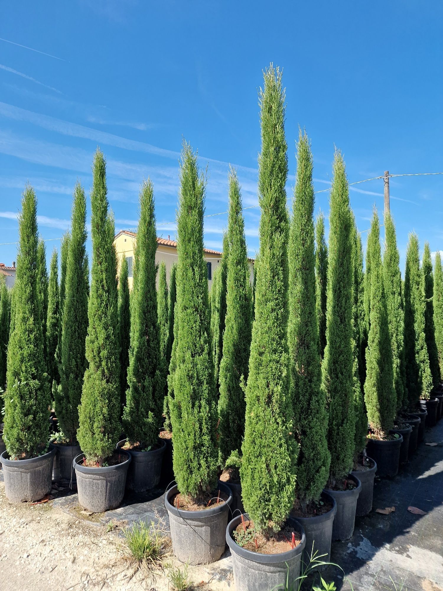 Vand chiparos italian ( de italia, totem, sempervirens  )