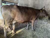Vaca gestanta in 6 luni