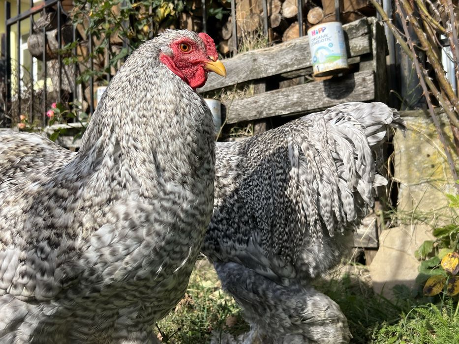 Продавам петли порода Брама – кукувича и сплаш