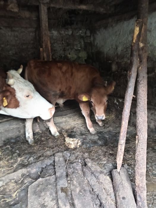 Vând vițel rosu de doua luni cu 75 de milioane
