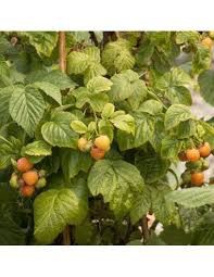 Arbuști Fructiferi (Zmeur Galben )