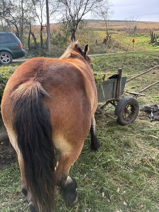 De vanzare manza 1 an si 6 luni