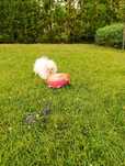 Pomeranian mini toy alb