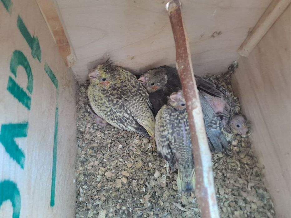 Papugay sotiladi turishi 13000