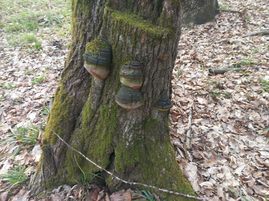 Phellinus robustus uscat – ciupercă medicinală naturală, antioxidant ș