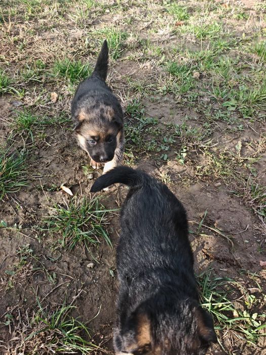 Ciobănesc German | Rasa pură