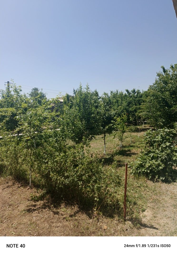 Dacha toytepa srochna