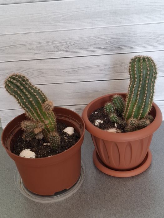 Кактусы разные, цена за каждый