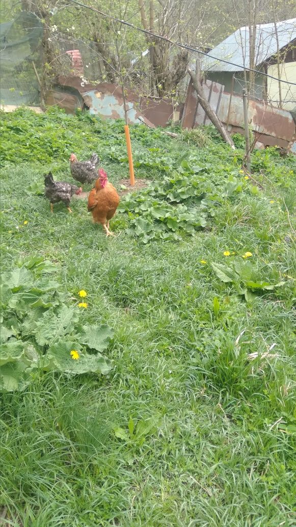 Ouă bio de la găini crescute în curte,hrānite cu grâu,porumb si iarbā