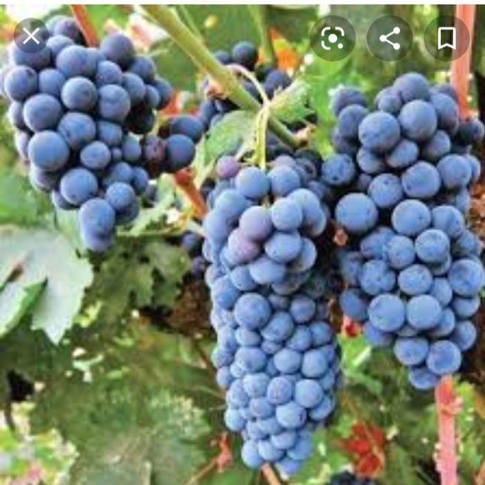 Vindem struguri de vin producție 2025