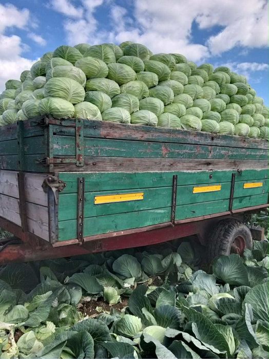 Varză curată de pus la murat pentru sarmale  cataleya