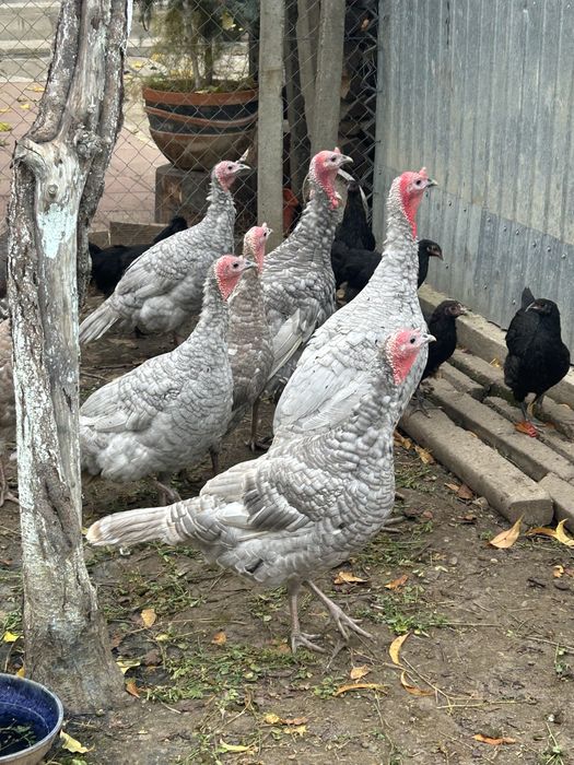 Vand curci de anul trecut si de snul asta