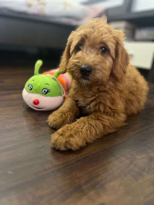 Goldendoodle baiat
