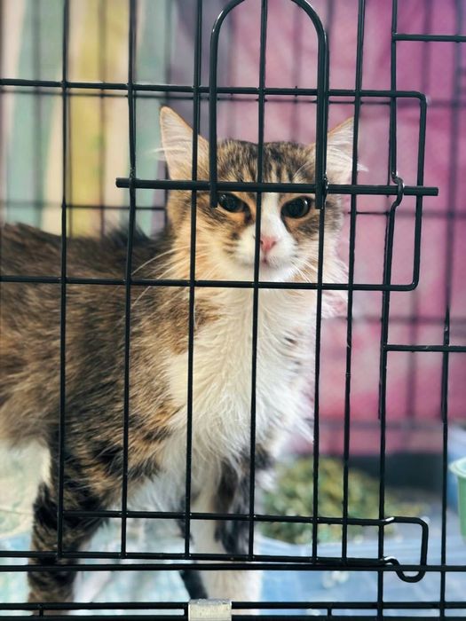 Кошечка 6 месяцев ищет дом!