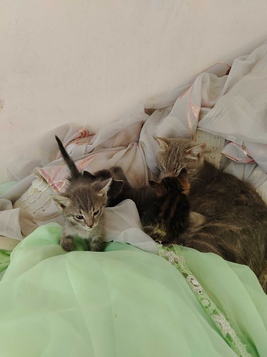 Котята отдаются бесплатно