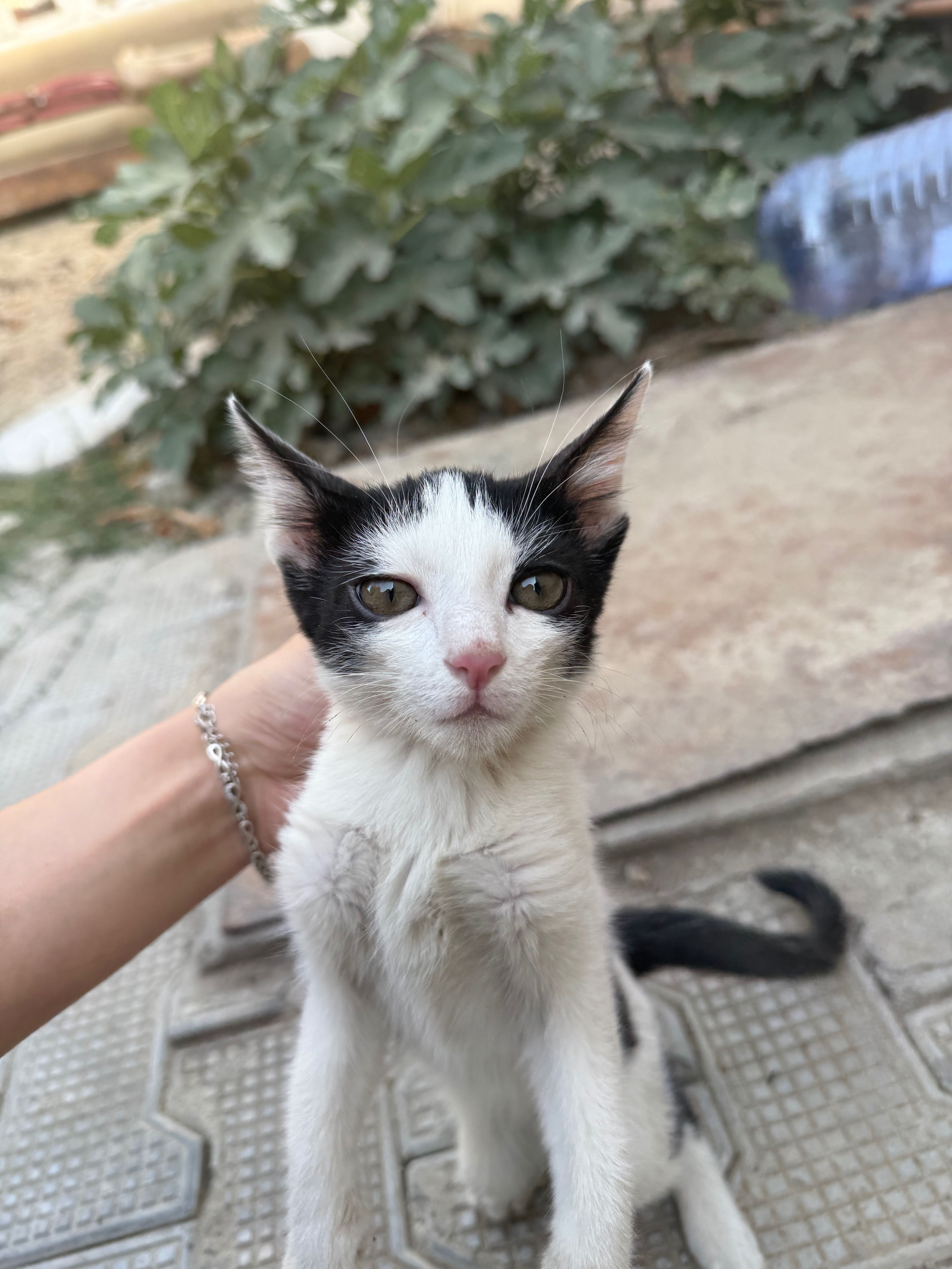 Кот, отдадим даром