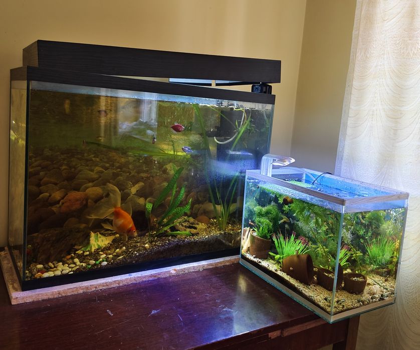 Два аквариума, рыбки и оборудование включительно