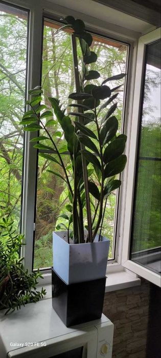 Растение Замиокулькас 2 горшка