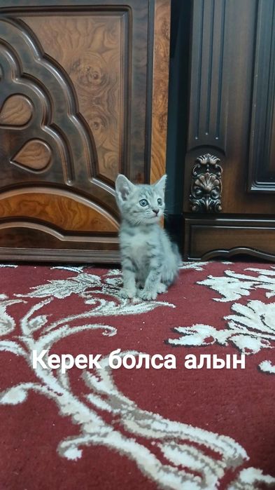 Кыз пышык бериледи 2 айлык