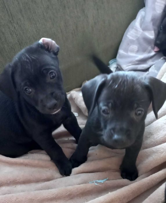 Малки кученца пинчери