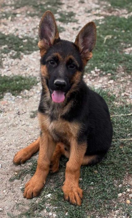 Pui Ciobanesc German Cu Pedigree
