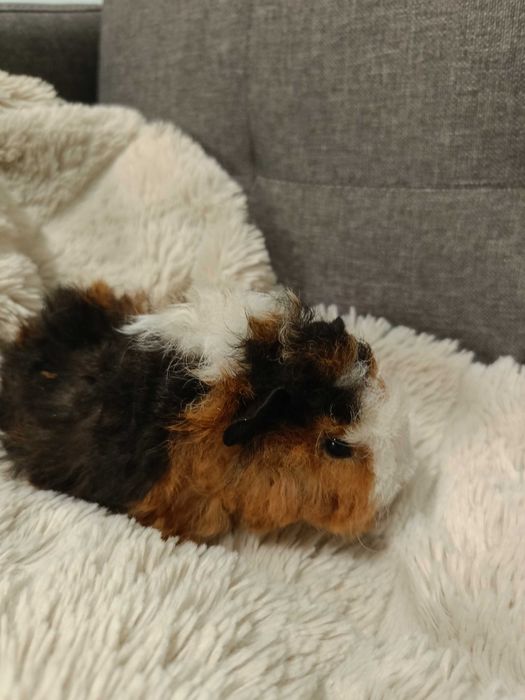 Морски свинчета альпако, розетка