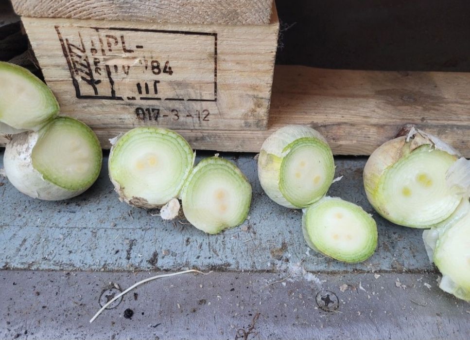 Белый Лук Стардаст Stardast