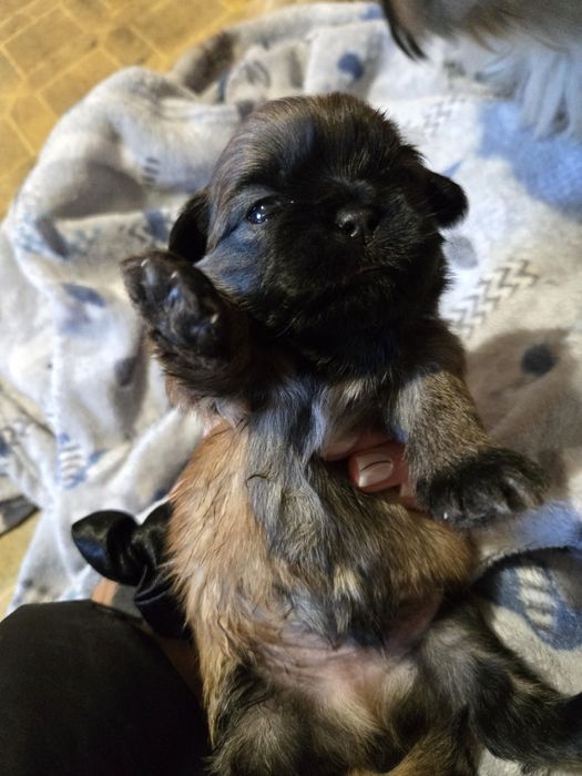 Ши тцу shi tzu shihtzu