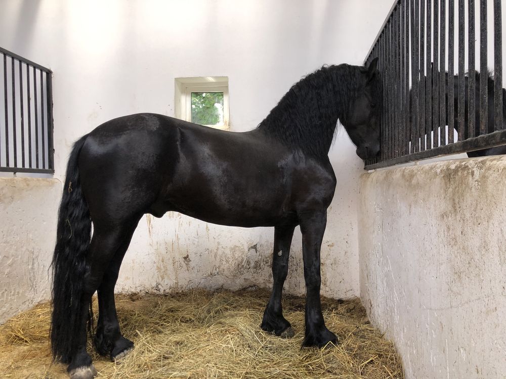 Armasar Friesian Iapa Frizian