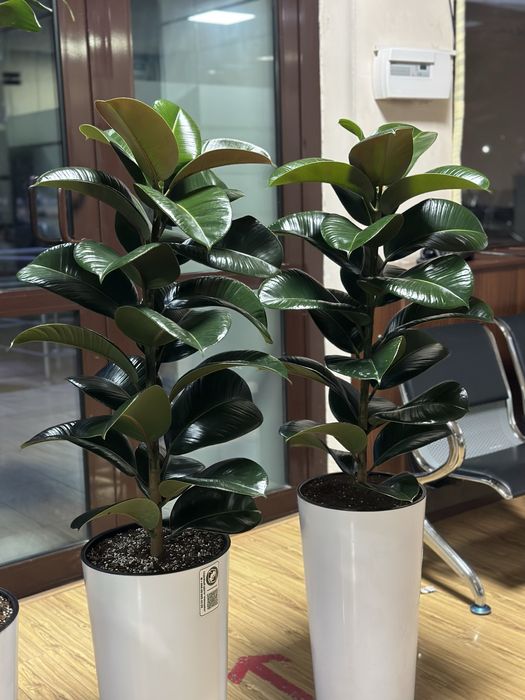 Растения для офиса хона гуллари