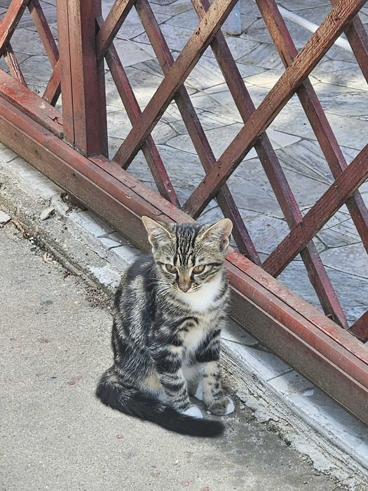 Pisica fetita, aprox 5/6 luni, zona Bucuresti/Ilfov