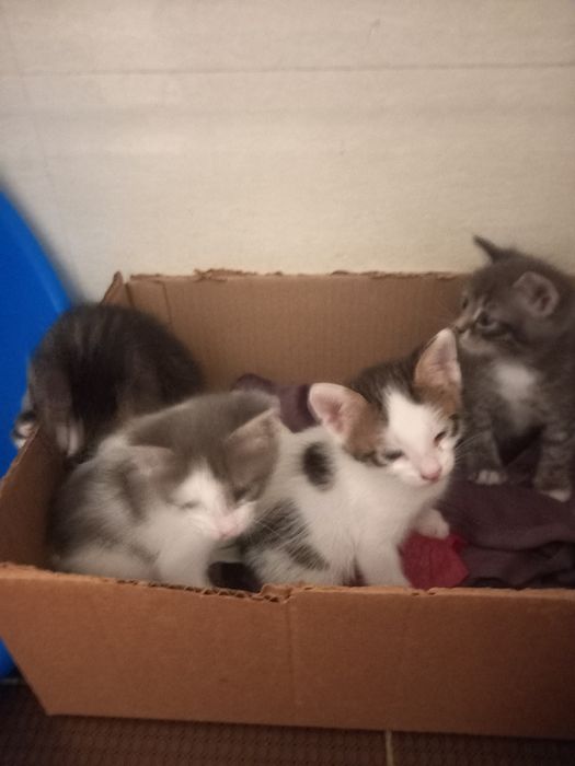 Отдам котят и кошку в добрые руки
