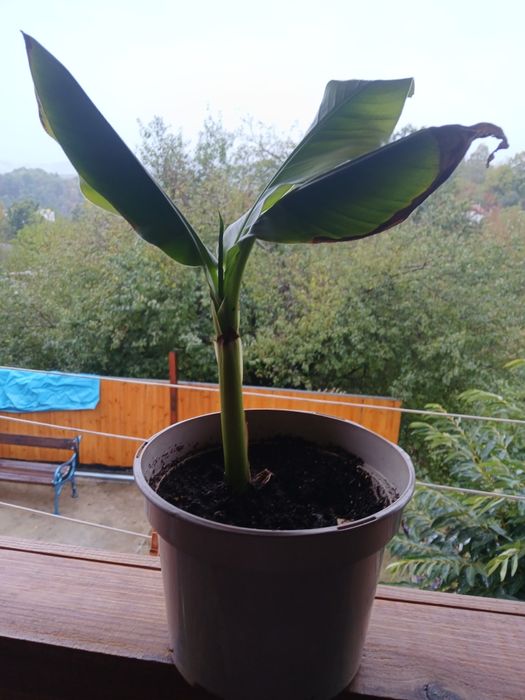 Студоустойчив банан