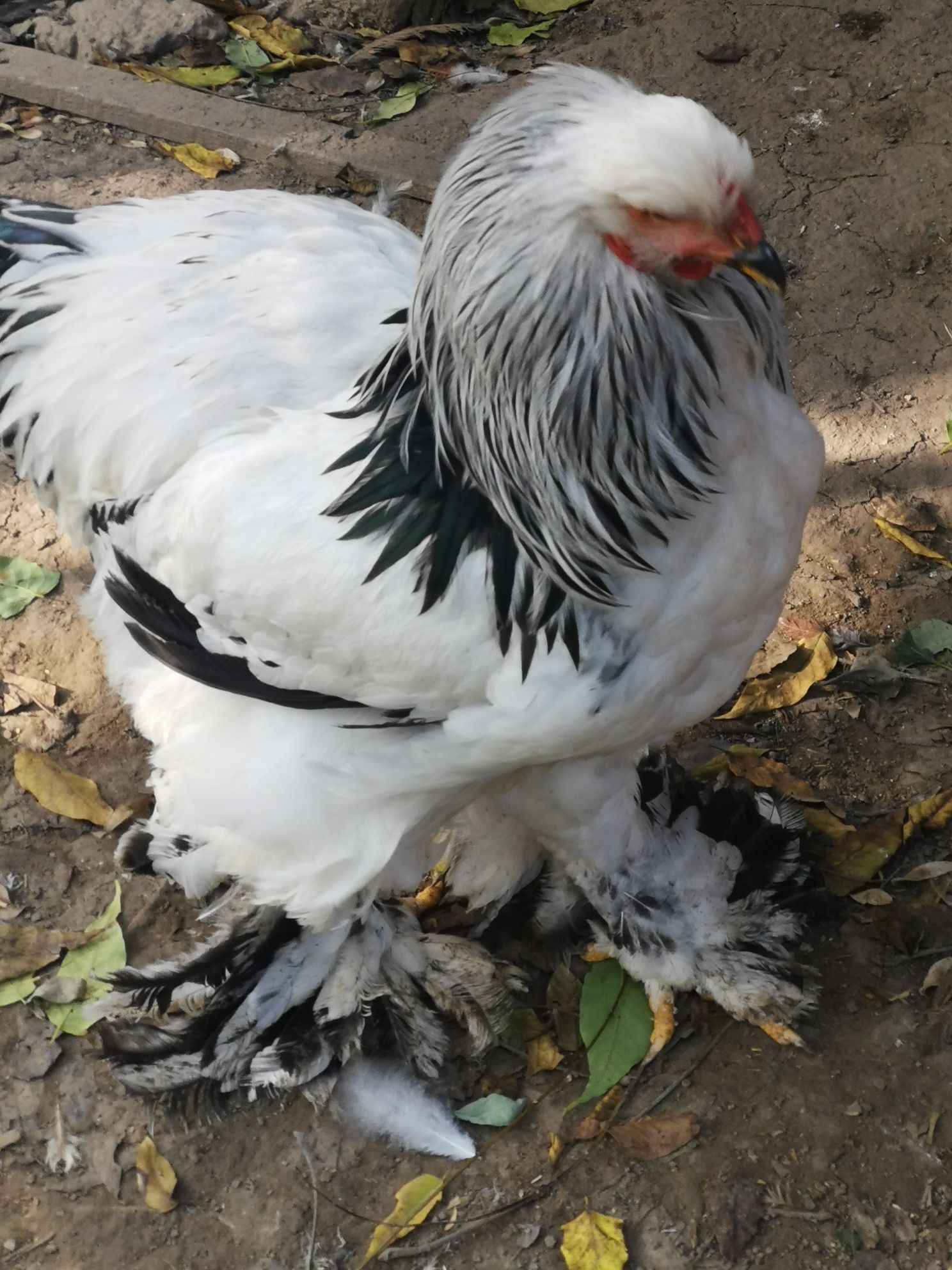 Vând cocoși brahma încuiepand de 150 lei bucata